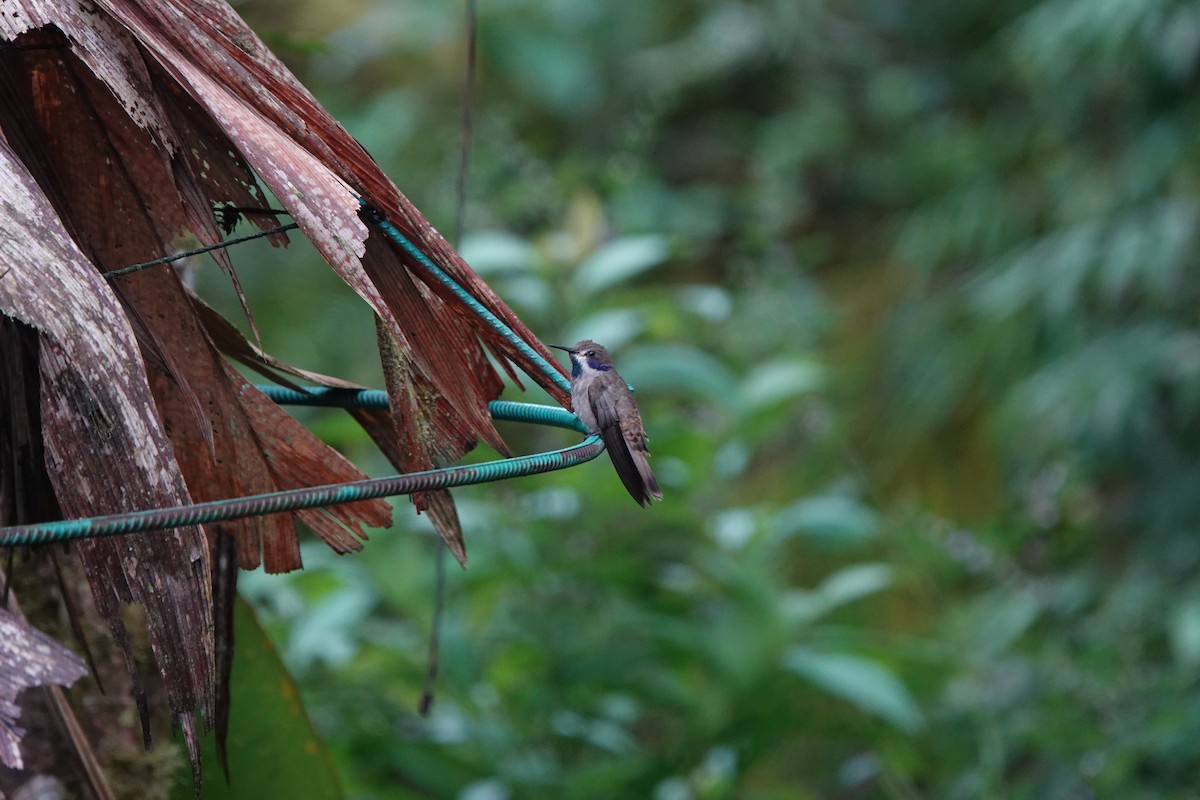 Brown Violetear - ML615675184