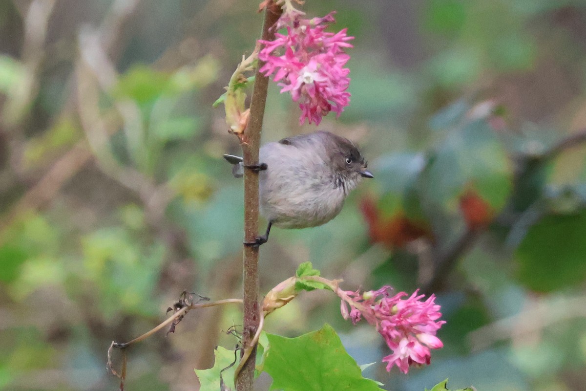 Bushtit - Eric Cameron