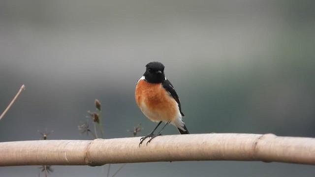 Siberian Stonechat - ML615675203