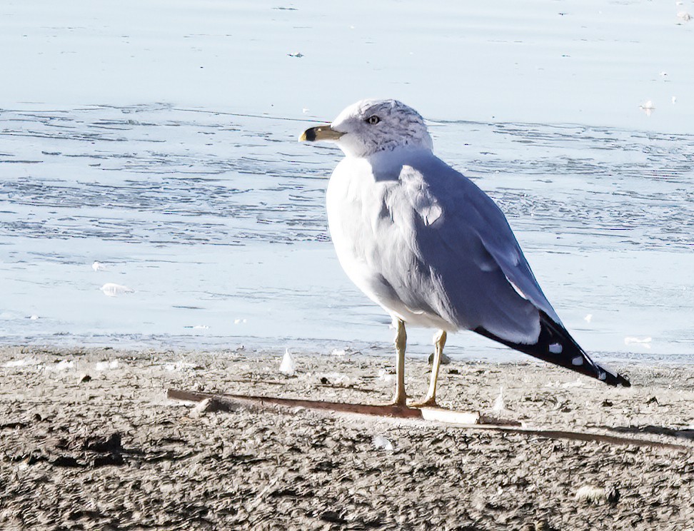 Ring-billed Gull - ML615675204