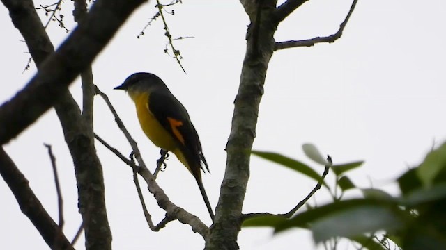 Long-tailed Minivet - ML615675223