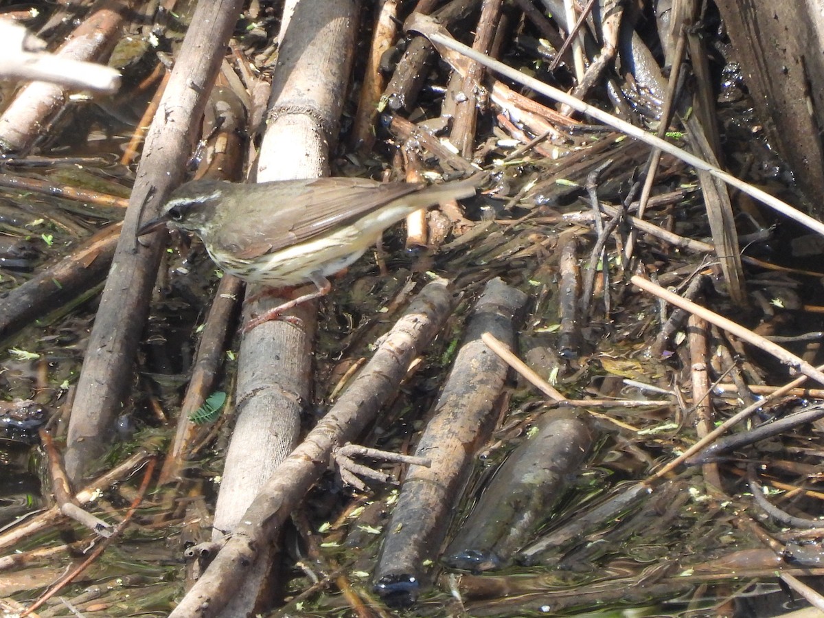 Louisiana Waterthrush - ML615675232