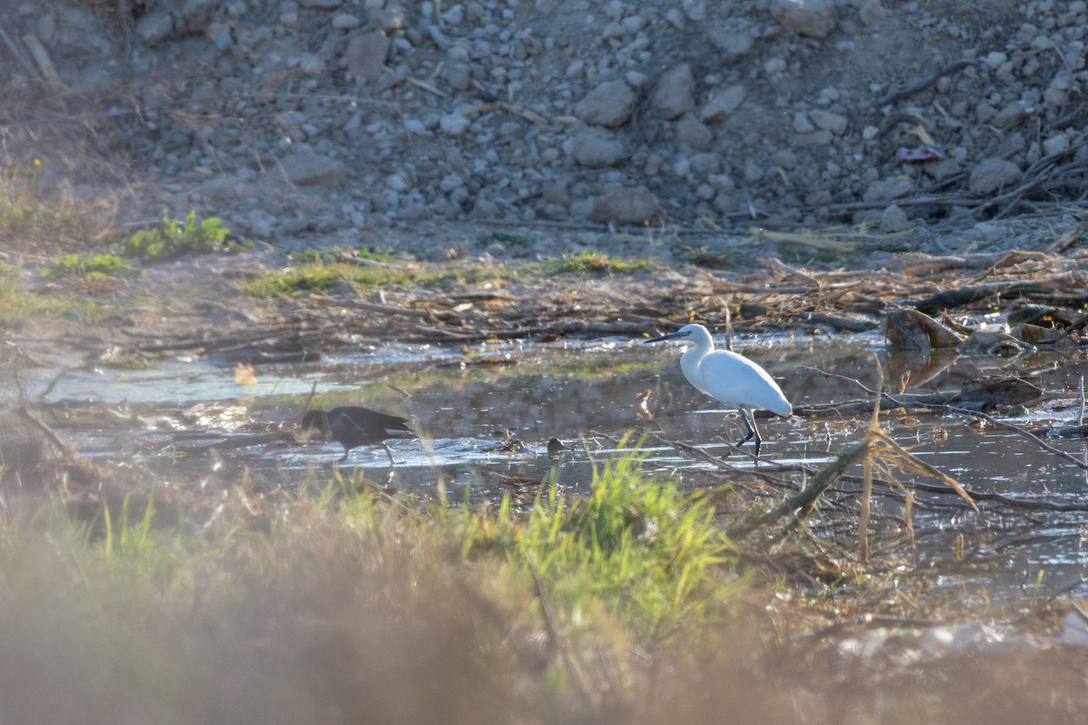 Little Egret - ML615675235