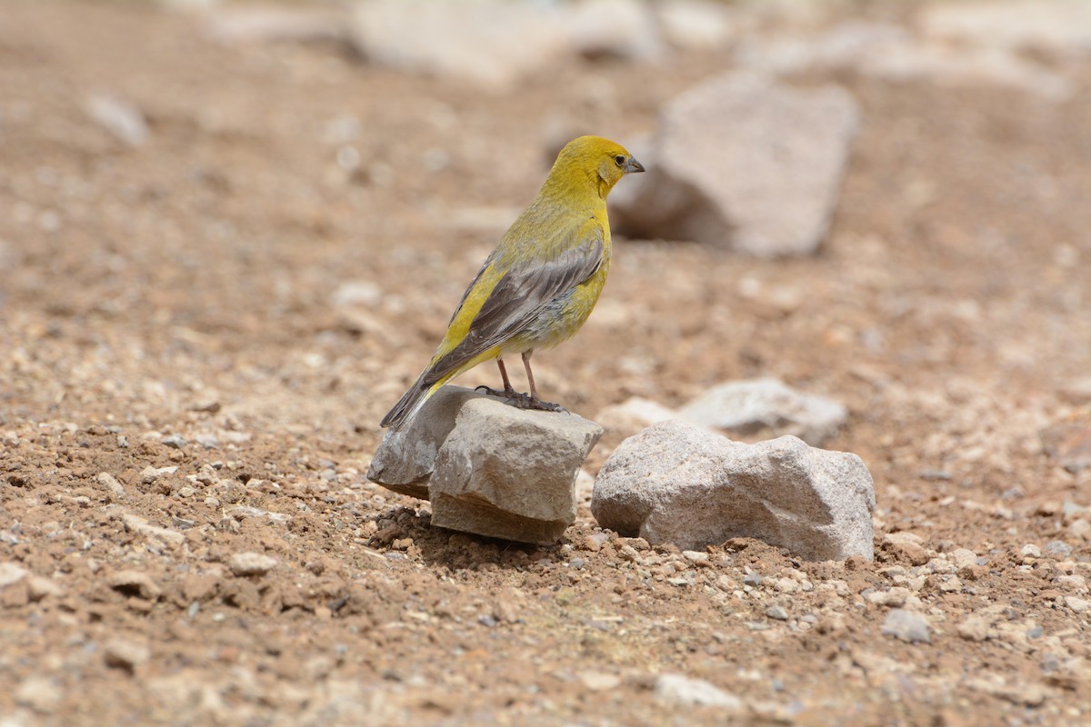 Greater Yellow-Finch - ML615675239