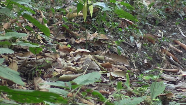 Jungle Babbler - ML615675252