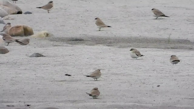 Small Pratincole - ML615675257