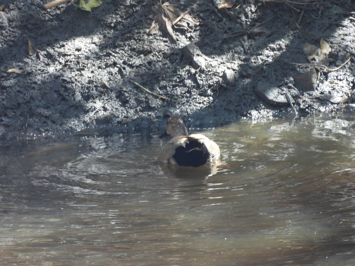 Gadwall - ML615675267