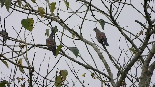 Oriental Turtle-Dove - ML615675276