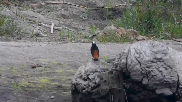 Халзан гал сүүлт - ML615675284