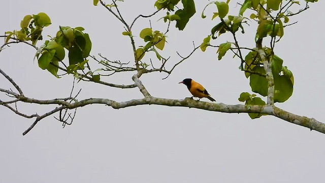 Black-hooded Oriole - ML615675306