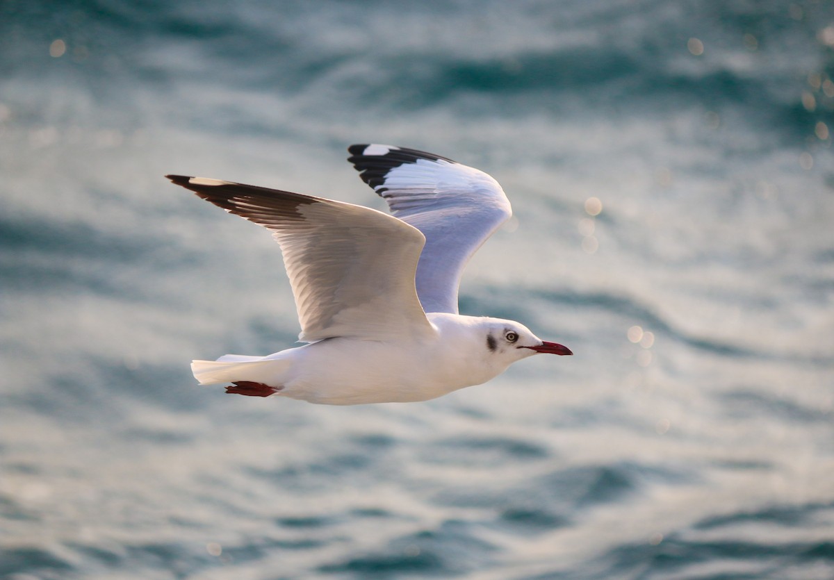 Brown-headed Gull - ML615675307