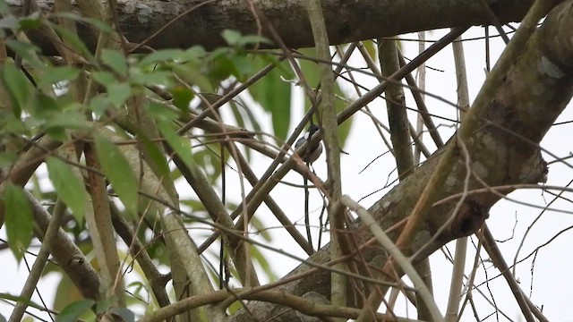 Asian Tit (Cinereous) - ML615675318
