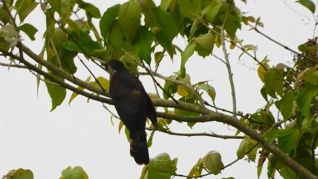 Large Hawk-Cuckoo - ML615675322