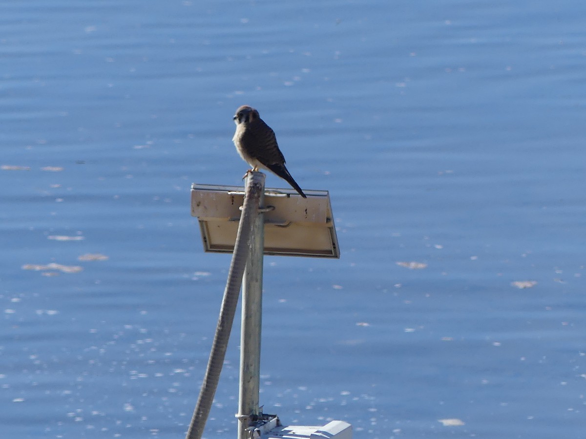 American Kestrel - ML615675323