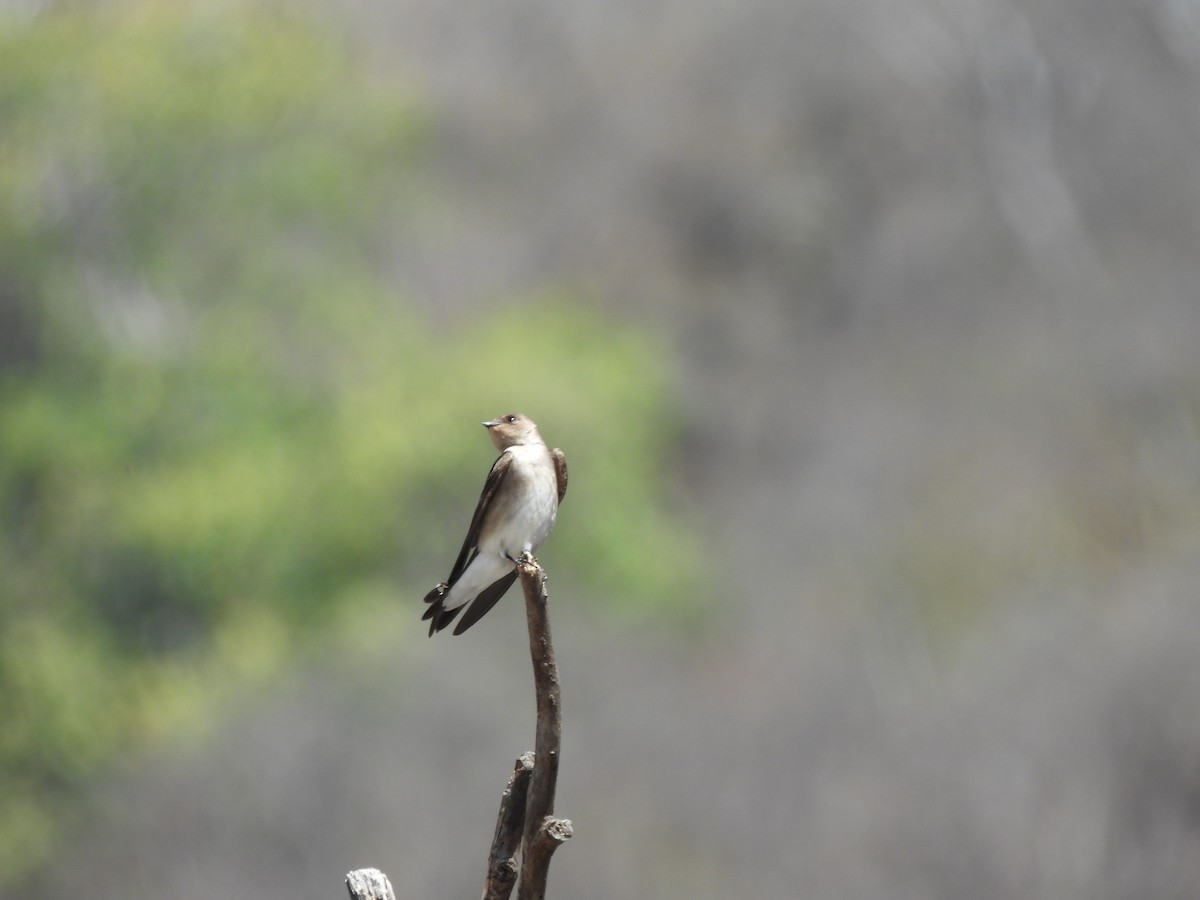 Northern Rough-winged Swallow - ML615675324