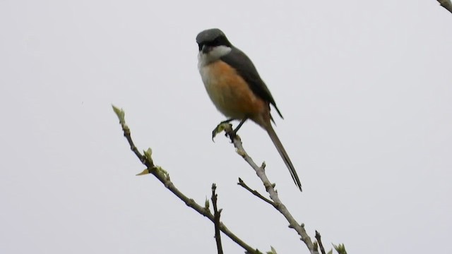 Gray-backed Shrike - ML615675337