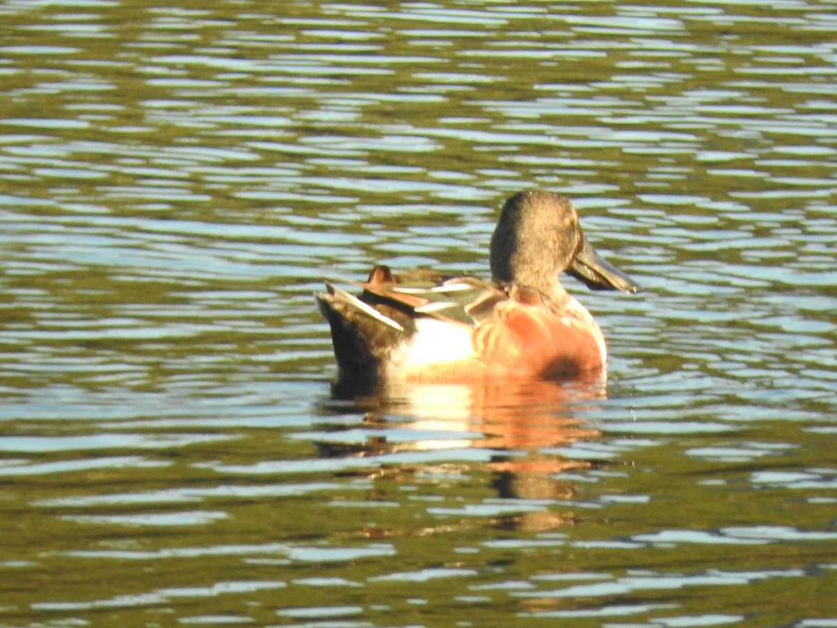 Northern Shoveler - ML615675339