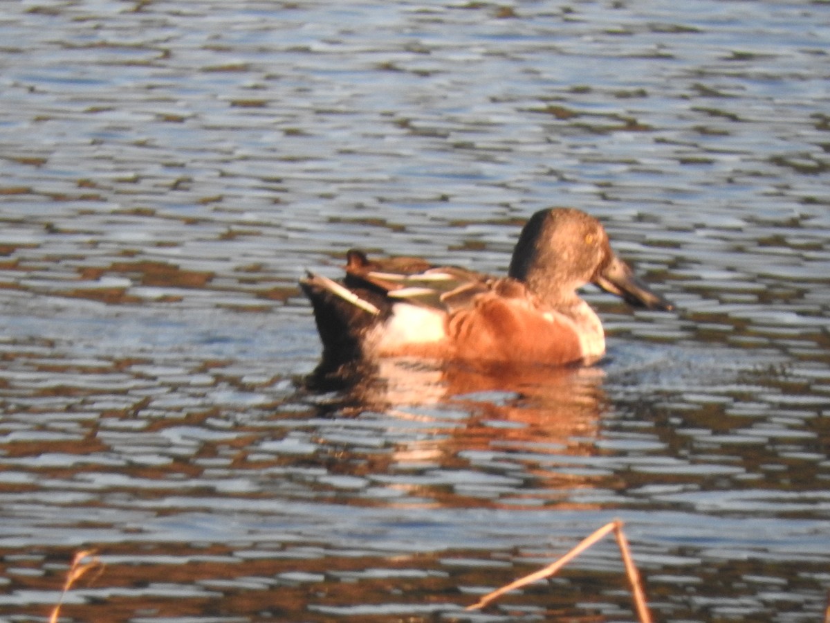 Northern Shoveler - ML615675340