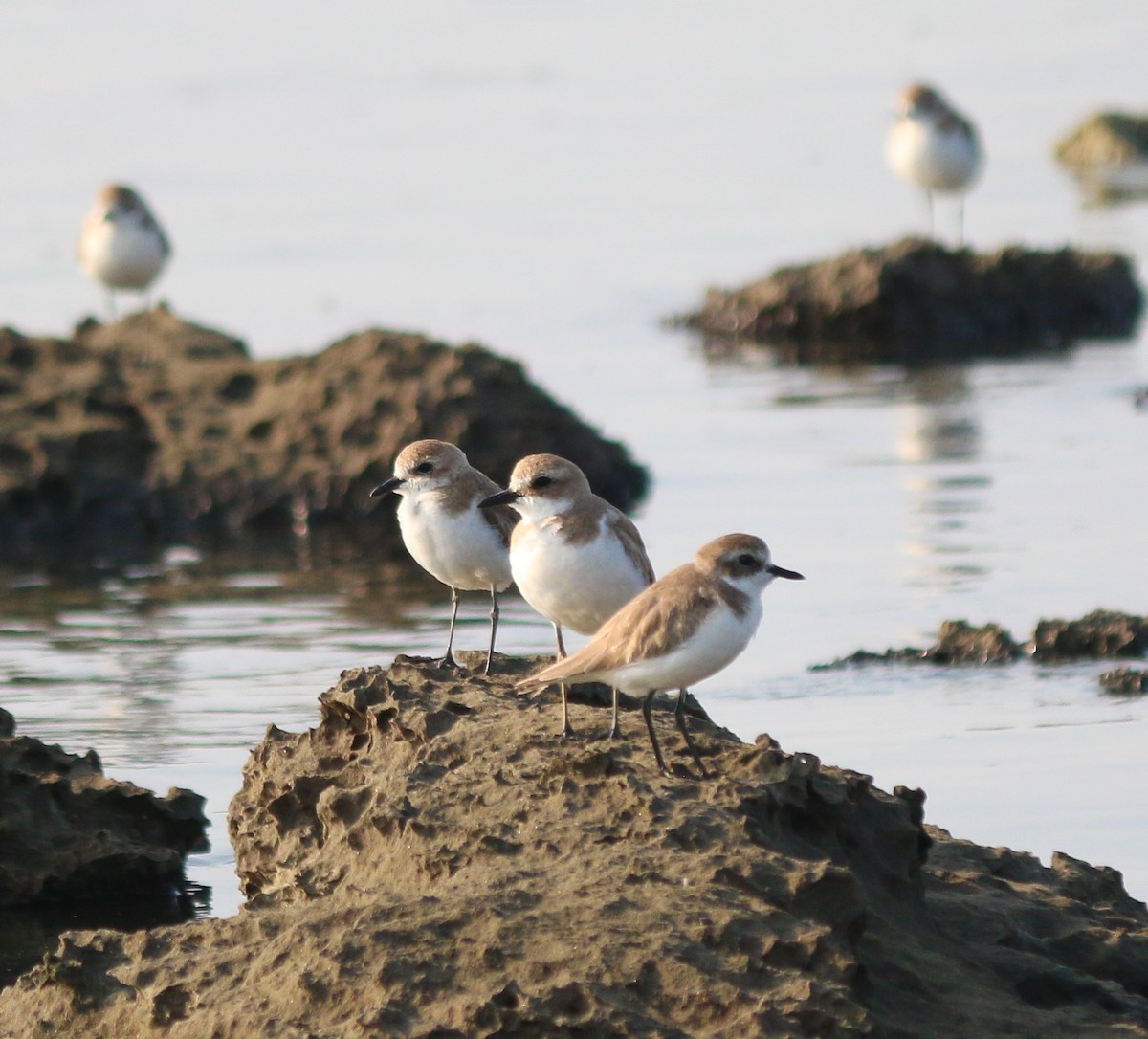 Tibetan Sand-Plover - ML615675345