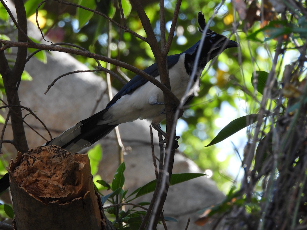 Black-throated Magpie-Jay - ML615675348