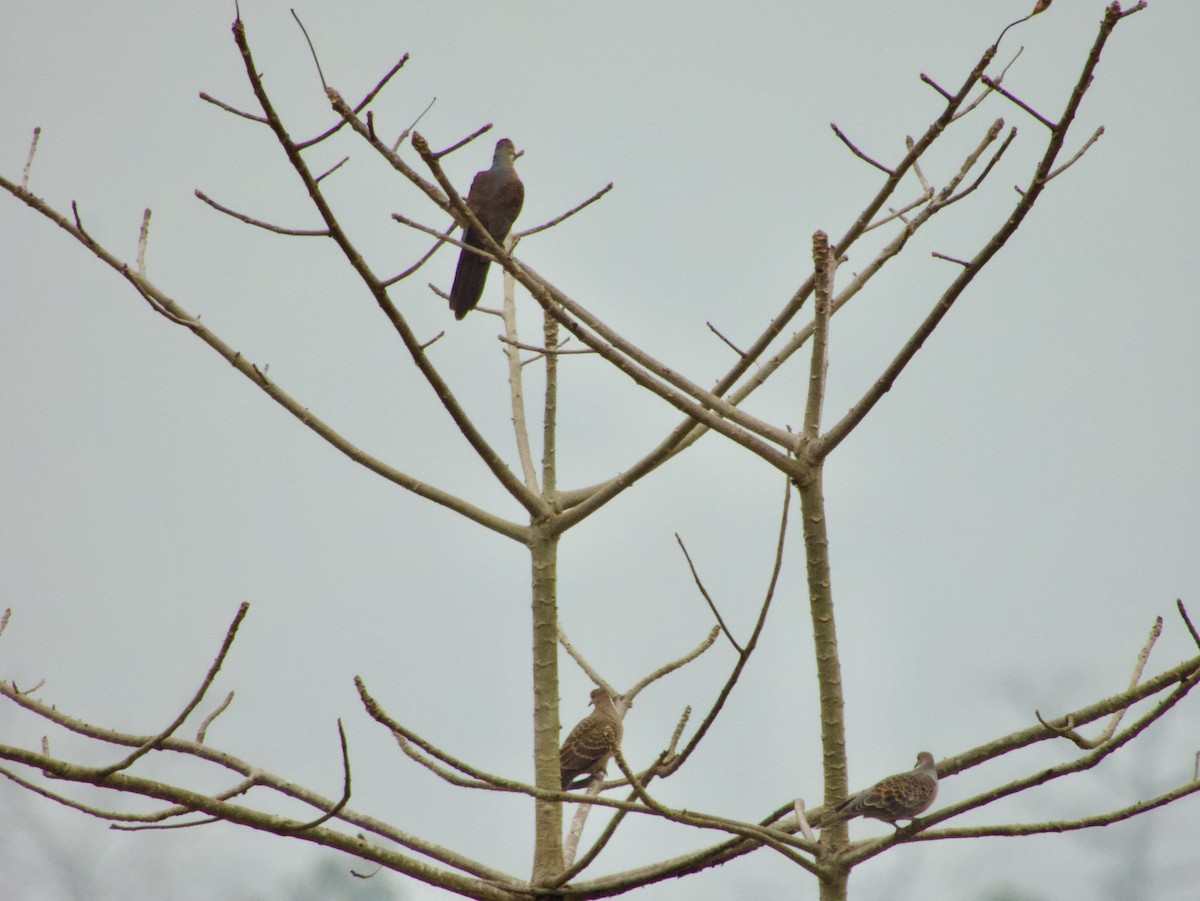 Barred Cuckoo-Dove - ML615675350