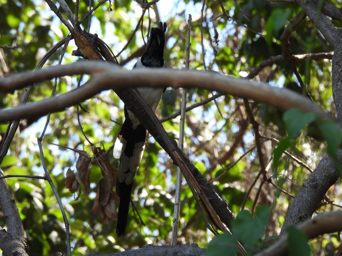 Black-throated Magpie-Jay - ML615675352