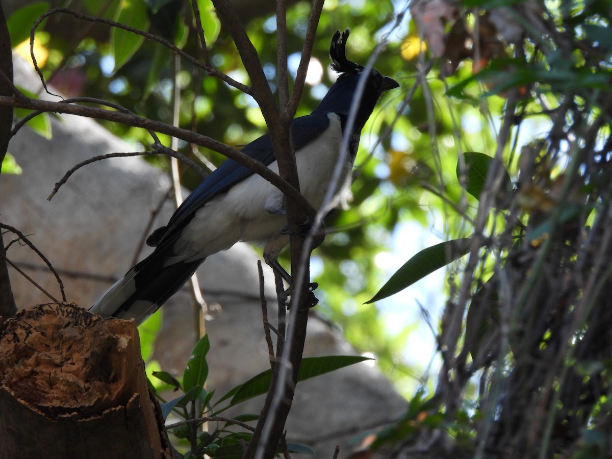 Black-throated Magpie-Jay - ML615675353