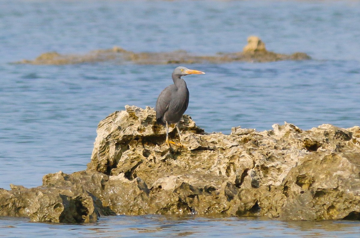 Pacific Reef-Heron - Riedoan  Riyad