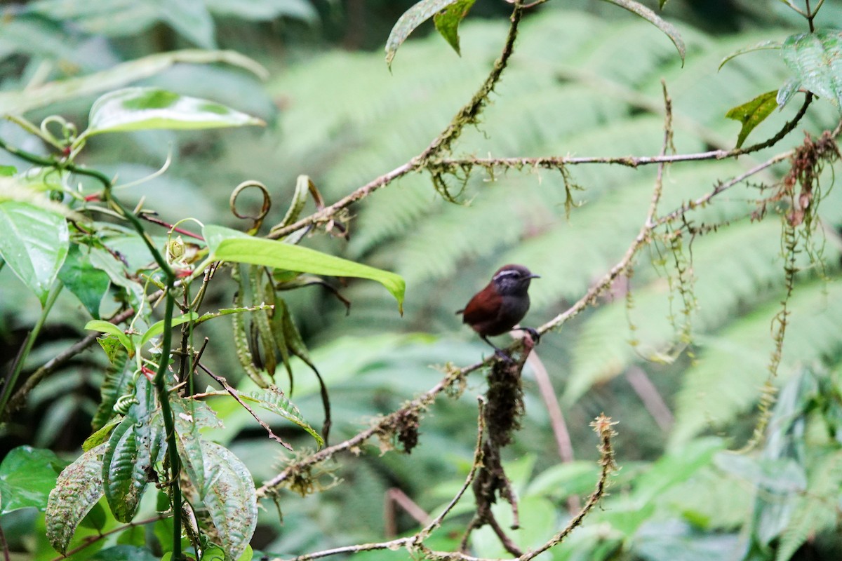 Gray-breasted Wood-Wren - ML615675379