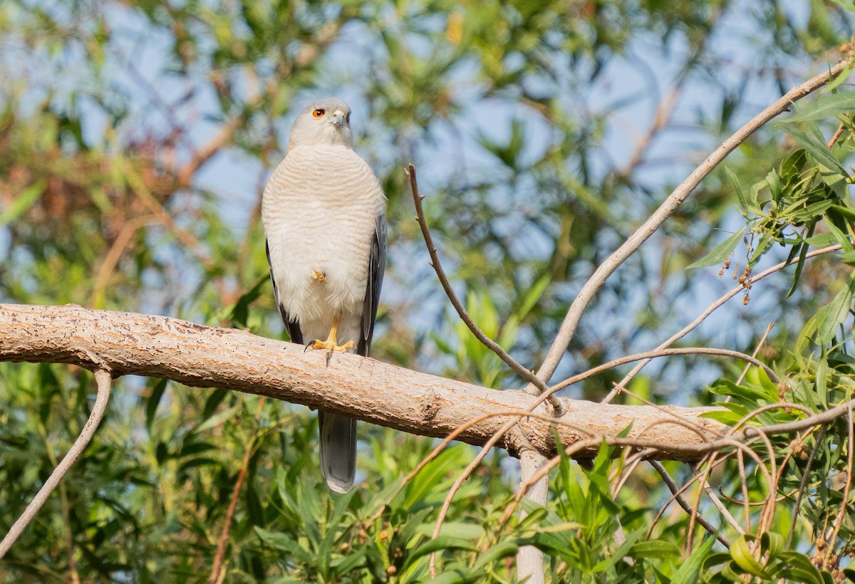 Shikra - mariam alghafli