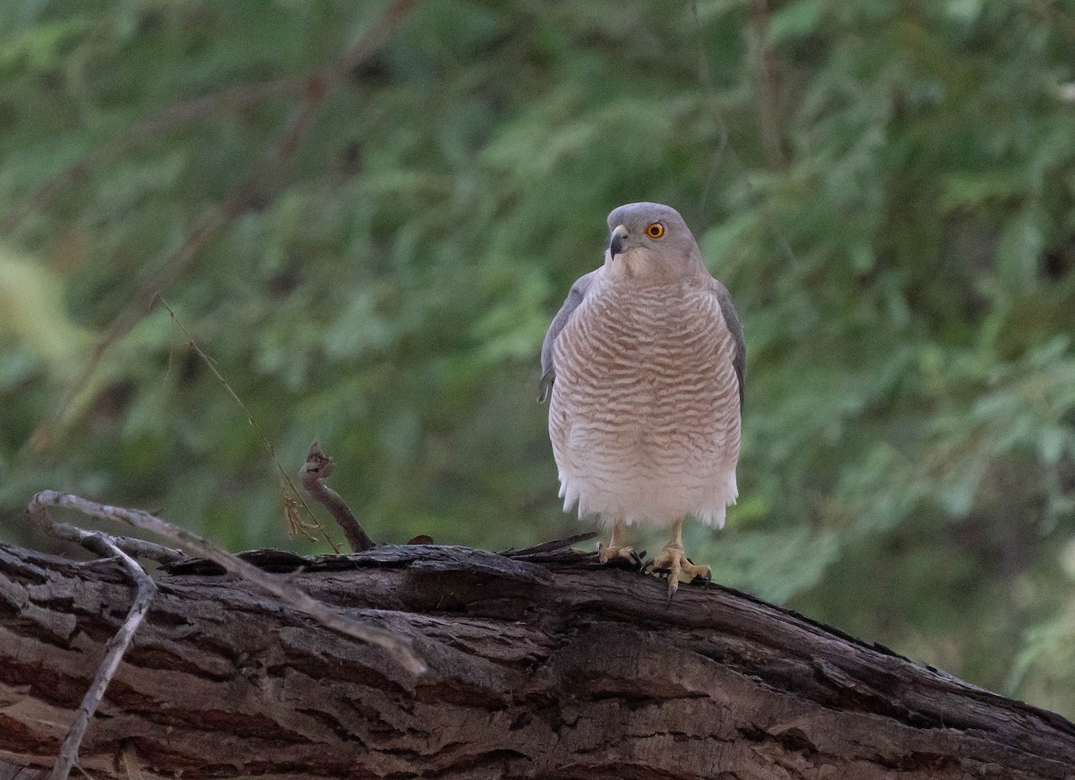 Shikra - mariam alghafli