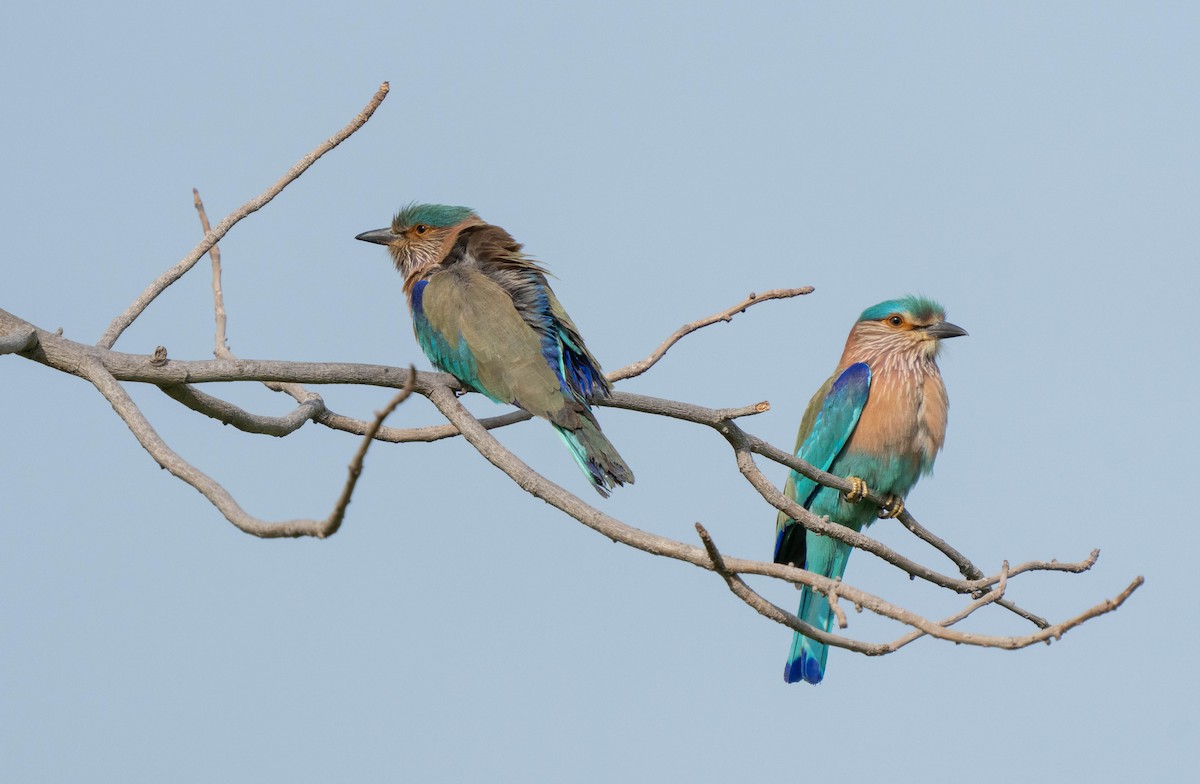 Indian Roller - mariam alghafli