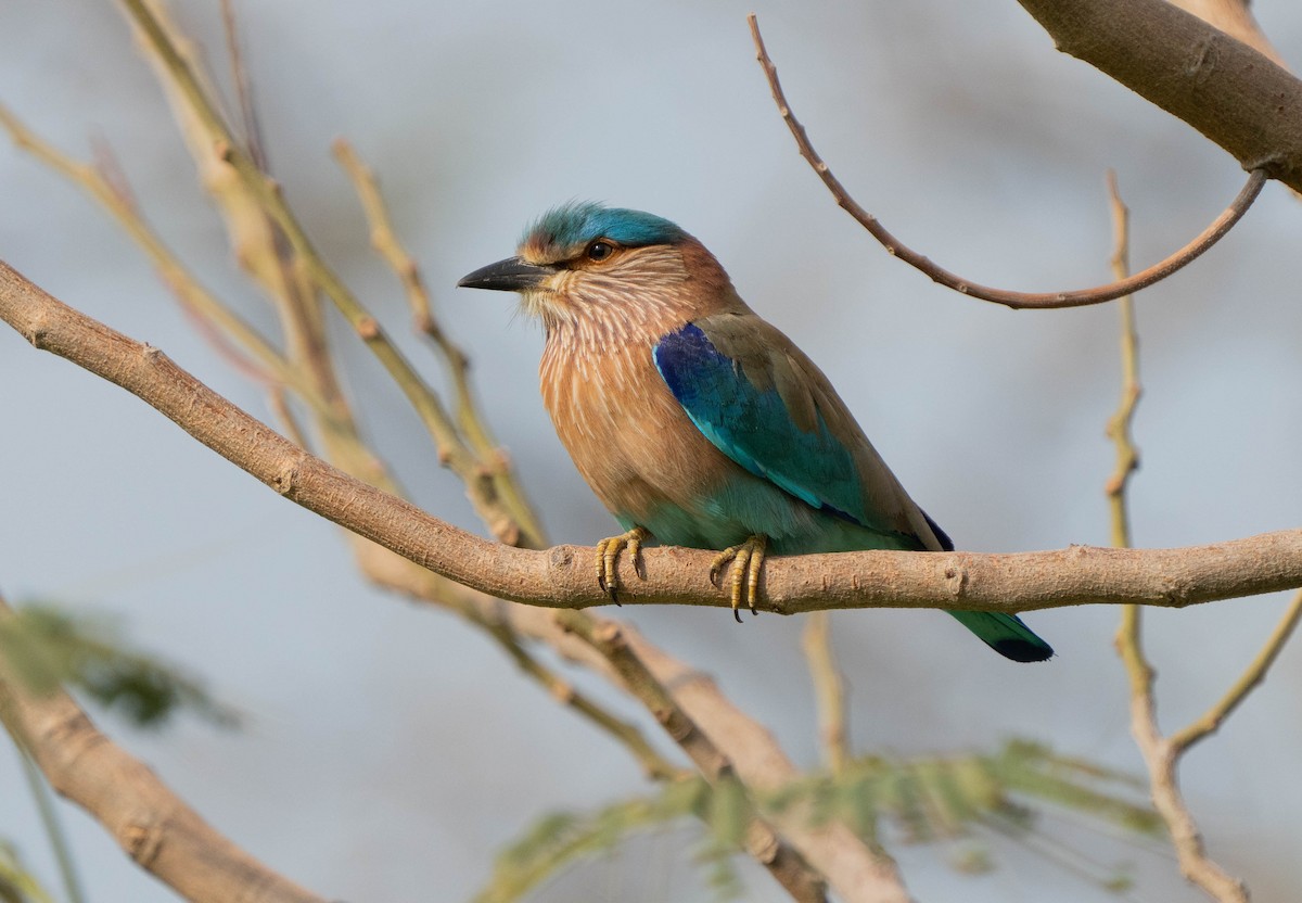 Indian Roller - mariam alghafli