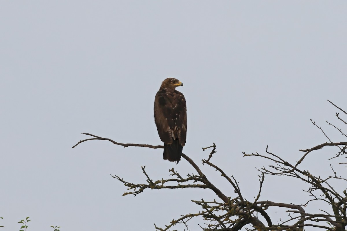 Lesser Spotted Eagle - ML615675509