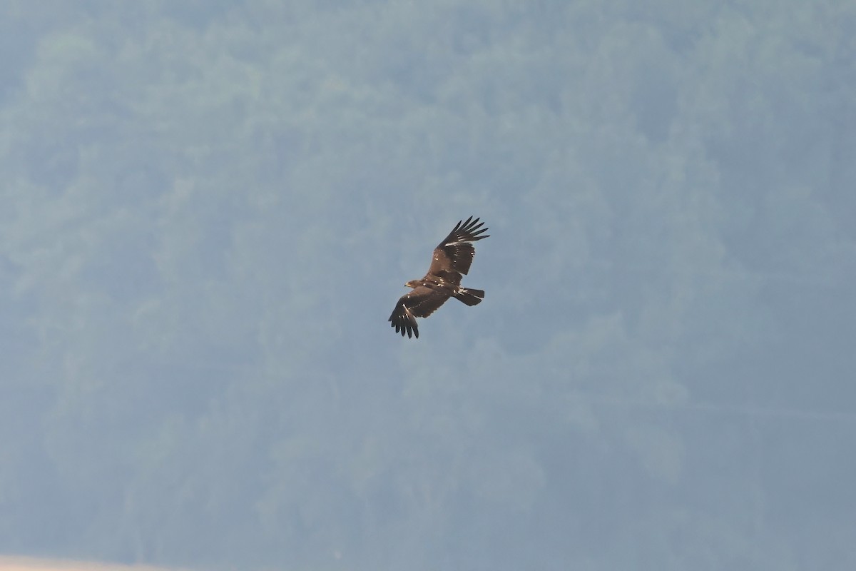 Lesser Spotted Eagle - ML615675510