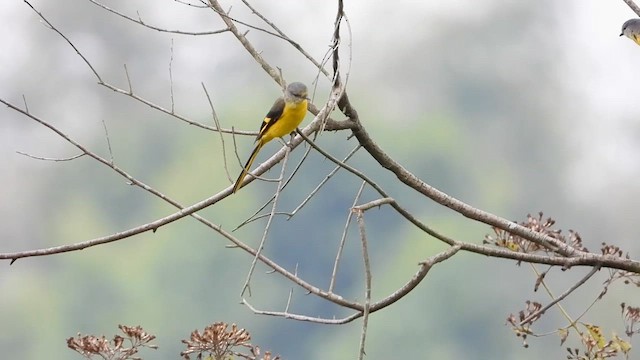 Long-tailed Minivet - ML615675511