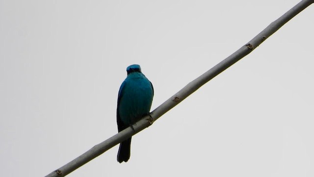 Verditer Flycatcher - ML615675566