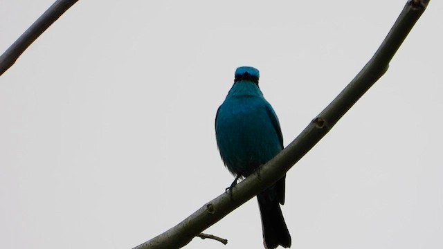 Verditer Flycatcher - ML615675567