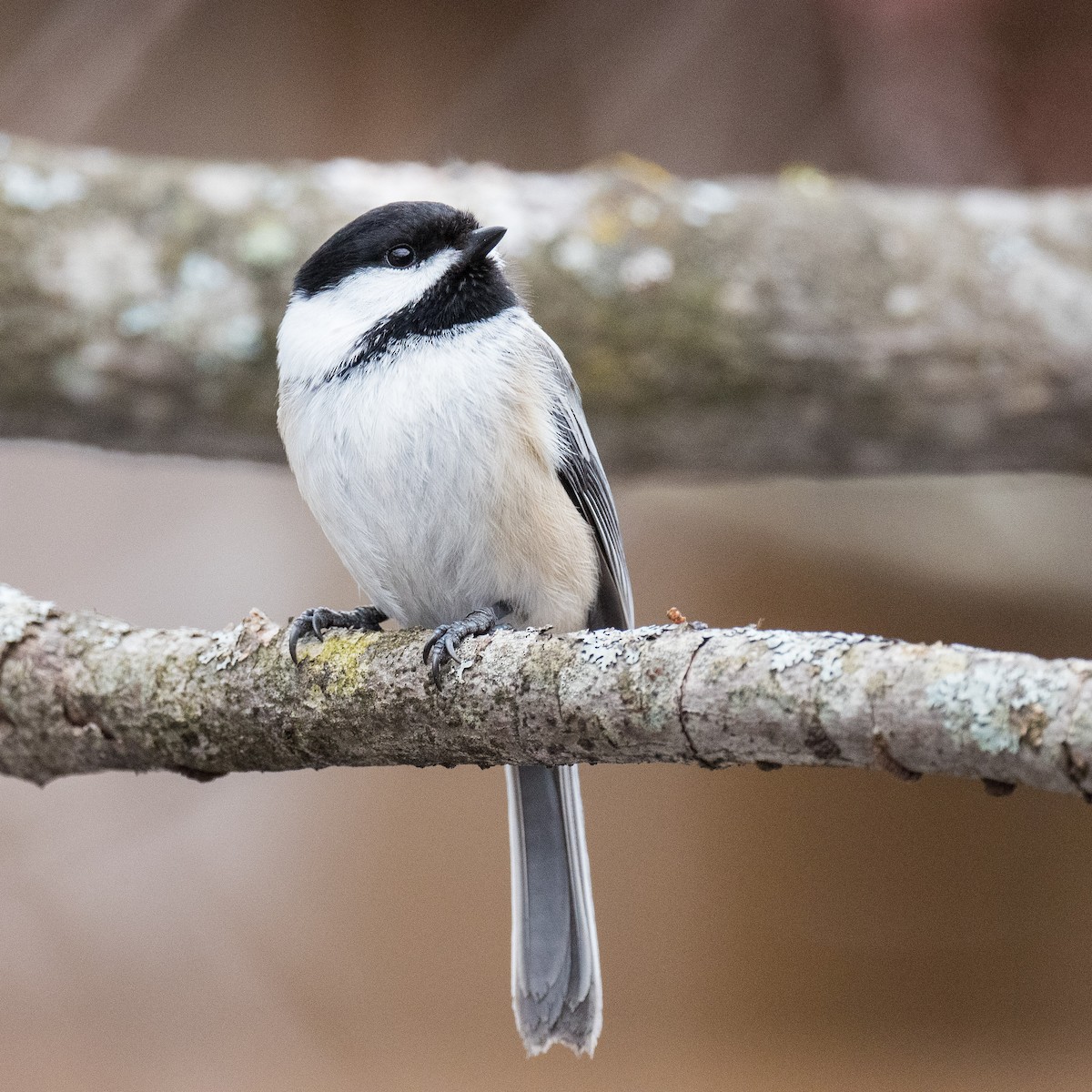 Mésange à tête noire - ML615675585