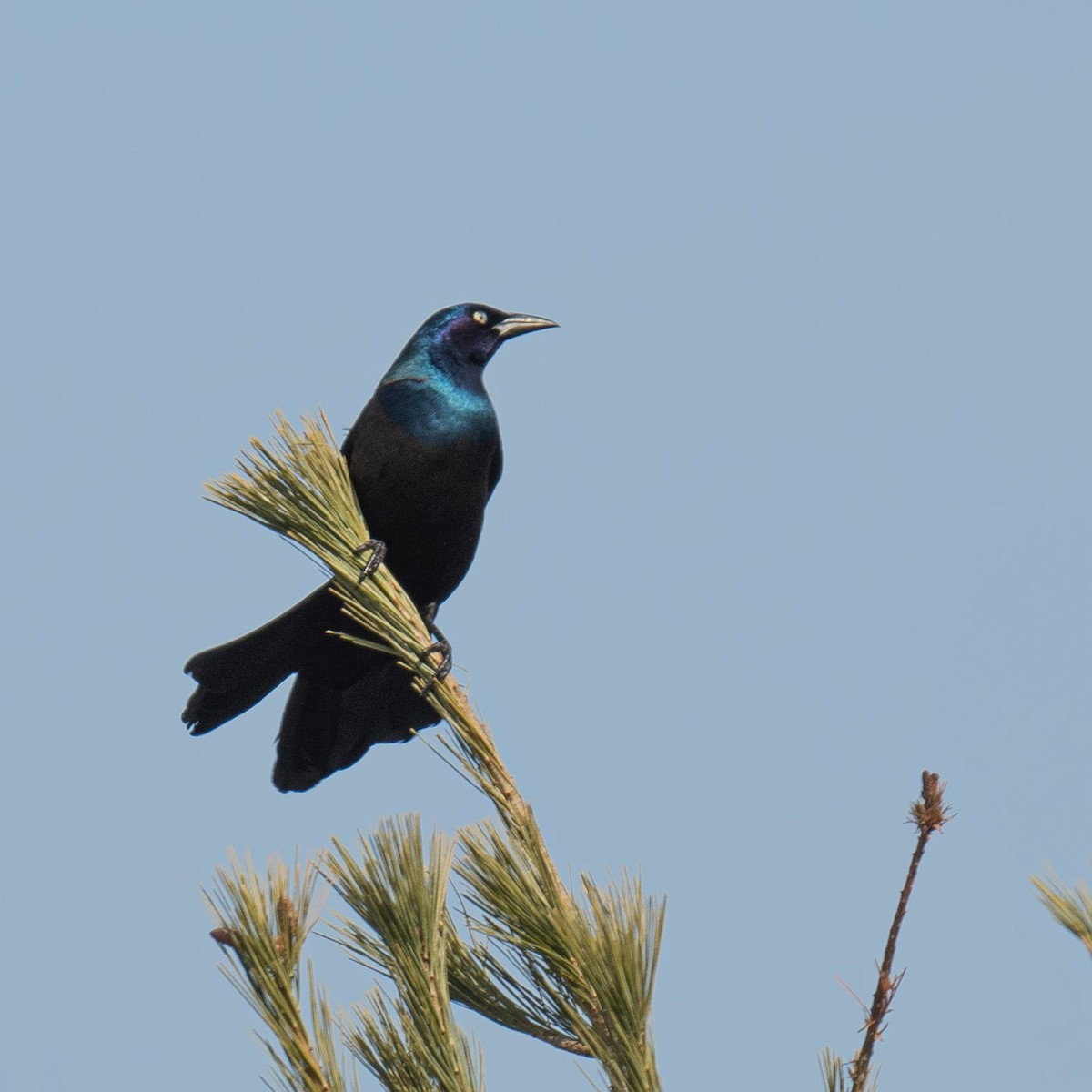 Common Grackle - ML615675597