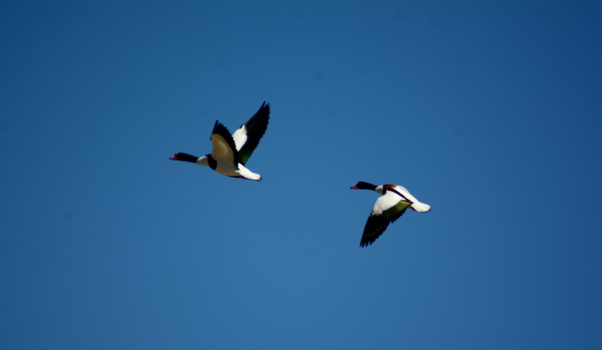 Common Shelduck - ML615675614