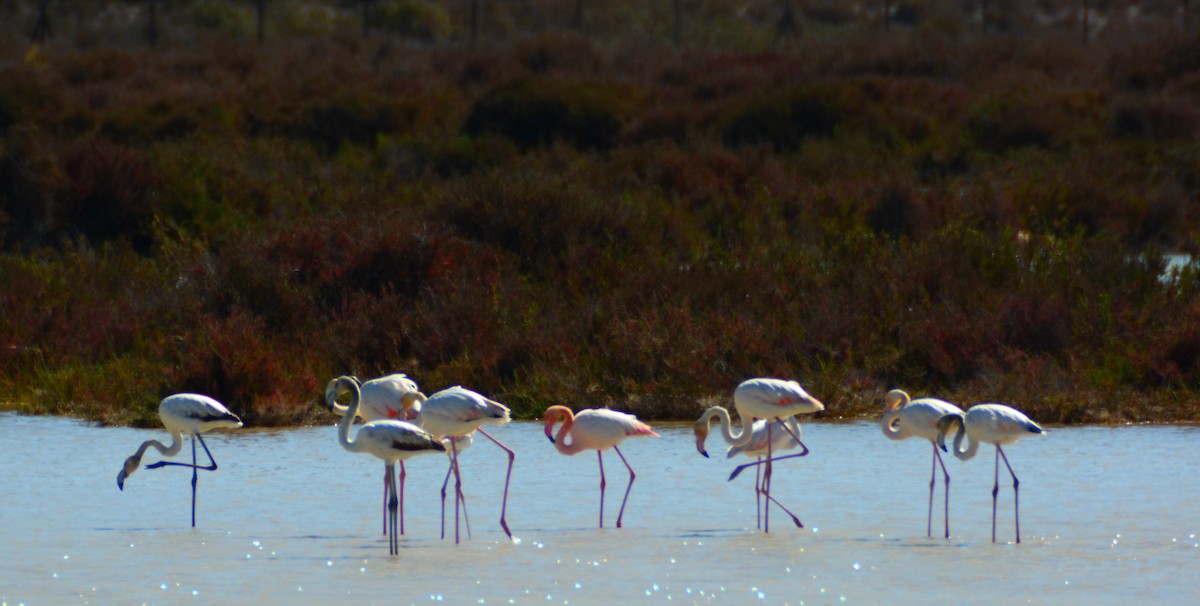 Greater Flamingo - ML615675621