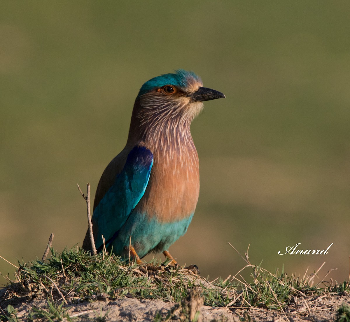 Indian Roller - Anand Singh