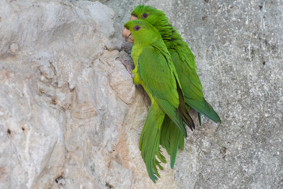 Conure verte - ML615675643