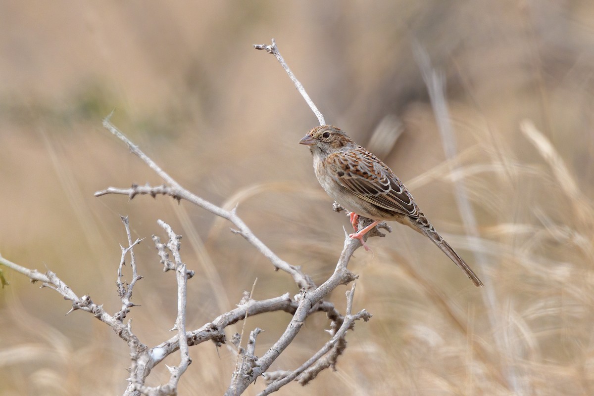 Cassin's Sparrow - Ken Drozd