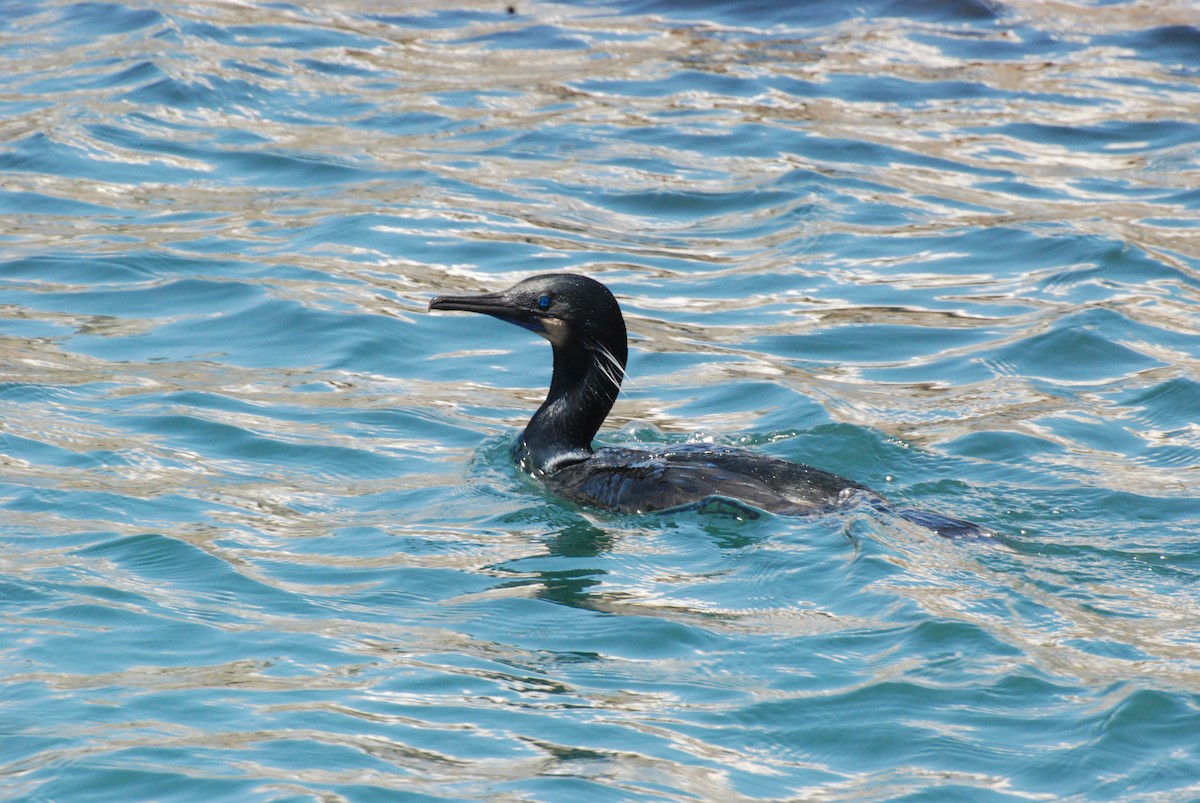 Brandt's Cormorant - ML615675664