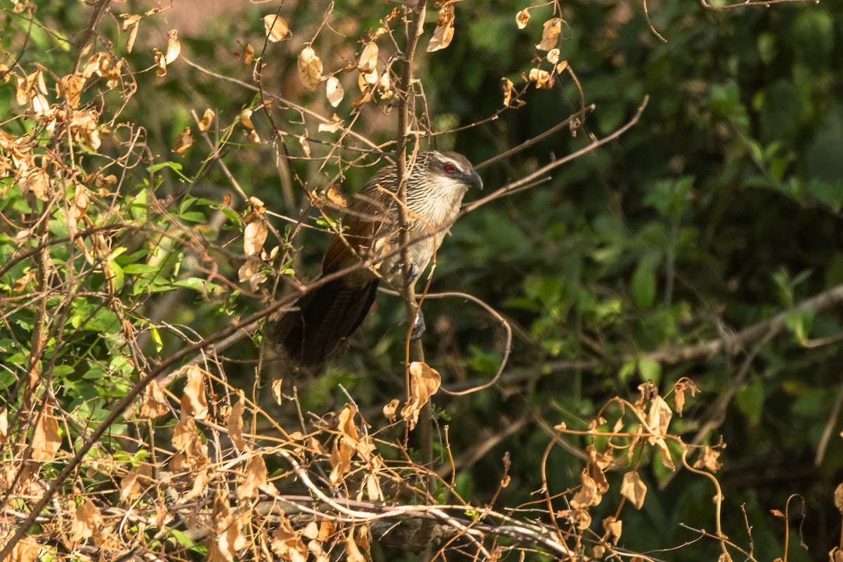 Coucal à sourcils blancs - ML615675667