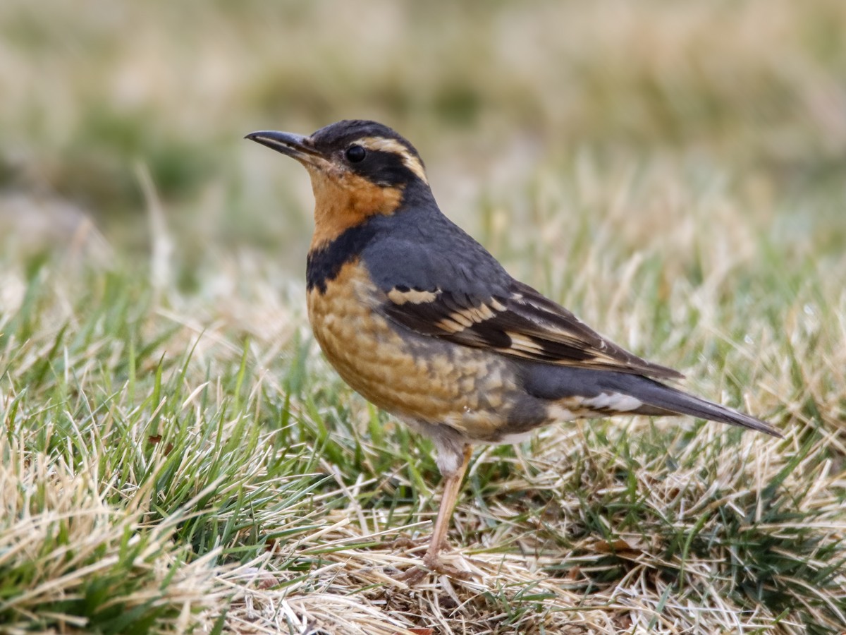 Varied Thrush - ML615675705