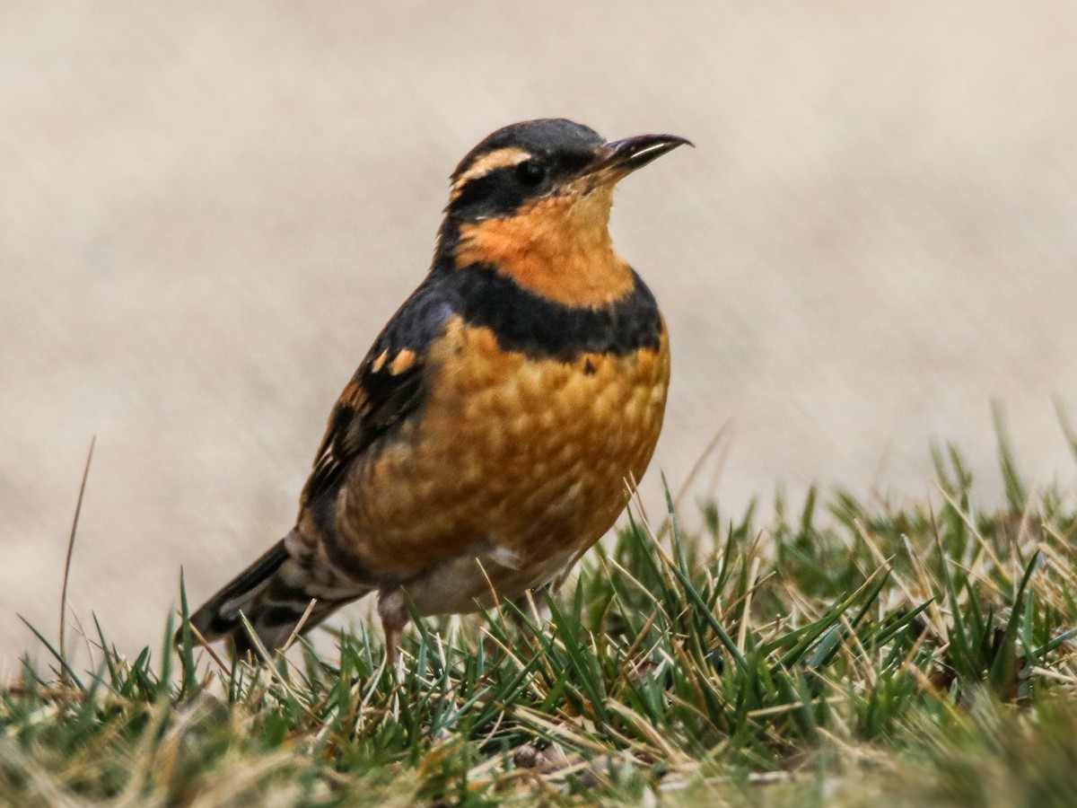 Varied Thrush - ML615675706