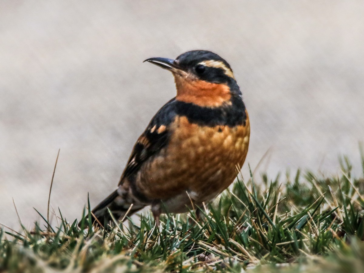 Varied Thrush - ML615675707